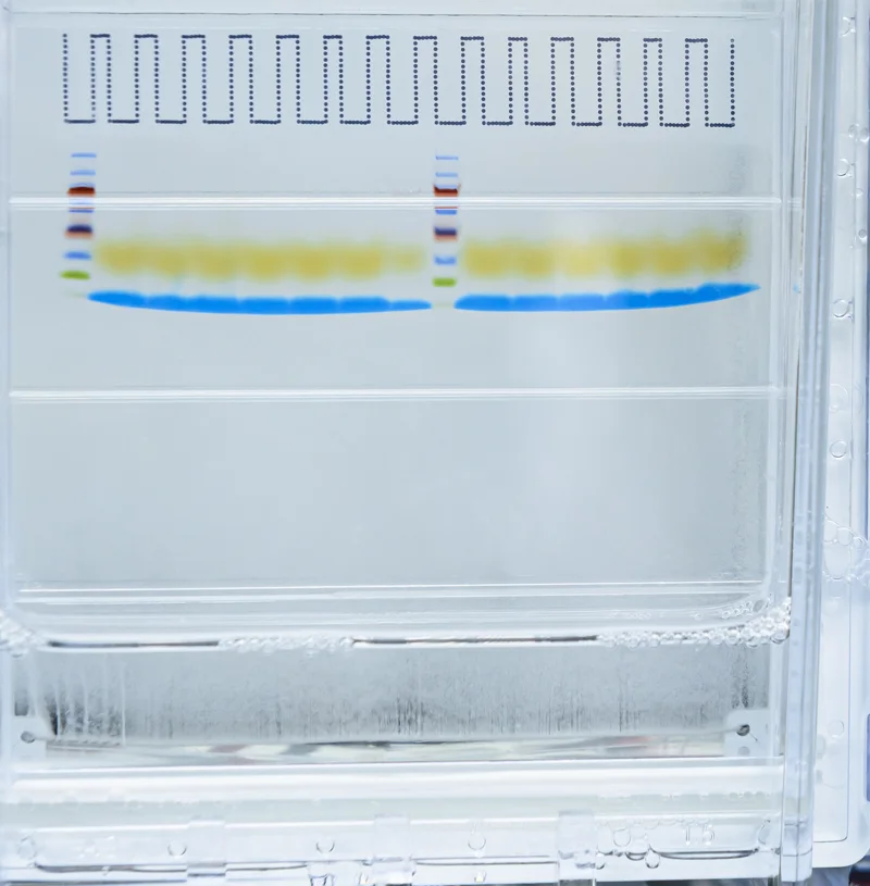 Molecular-Genetics-Engineering-Studies